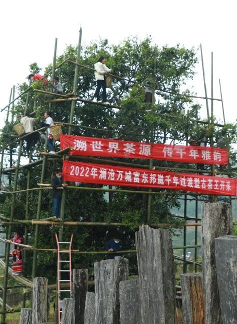 有关于澜沧邦崴千年古茶王开采 采摘创新高收获鲜叶91.2公斤的相关内容