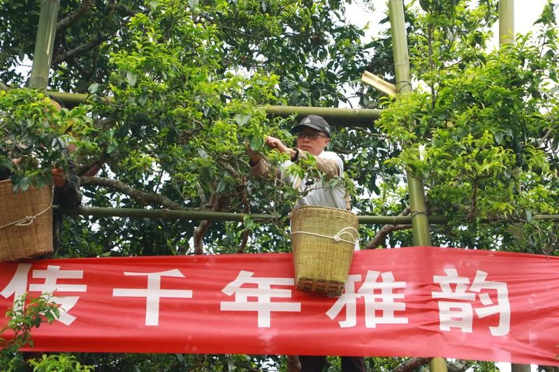 有关于澜沧邦崴千年古茶王开采 采摘创新高收获鲜叶91.2公斤的相关内容(2)