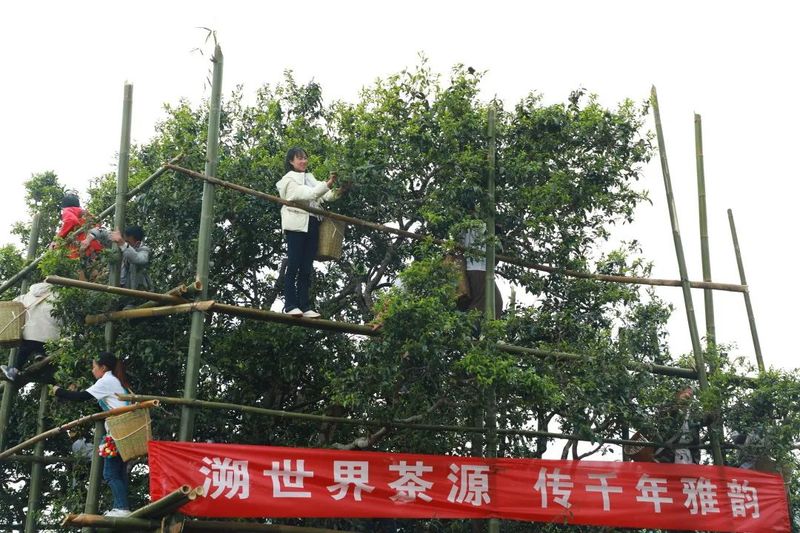有关于澜沧邦崴千年古茶王开采 采摘创新高收获鲜叶91.2公斤的相关内容(3)