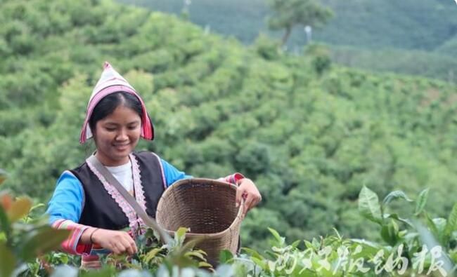 有关于西双版纳古六大茶山 最是春雨润茶时的资讯