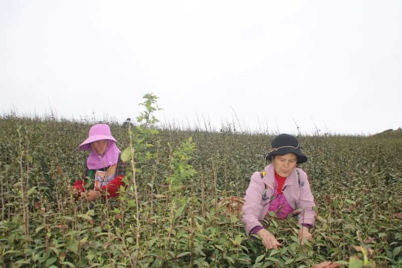 有关于沿河：春日正当时 明前茶飘香的资讯
