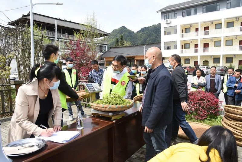 关于贵州省采茶技能竞赛凤冈初赛在田坝举行的内容(1)