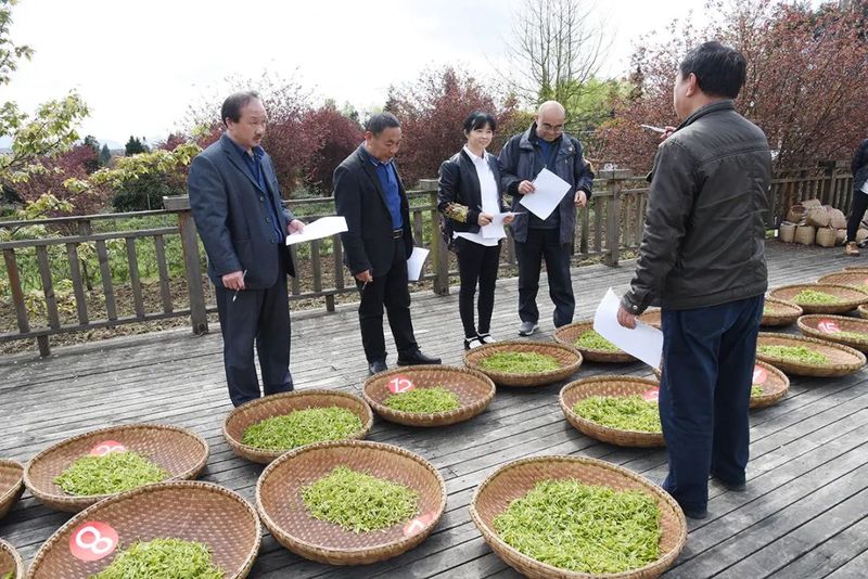 关于贵州省采茶技能竞赛凤冈初赛在田坝举行的内容(3)