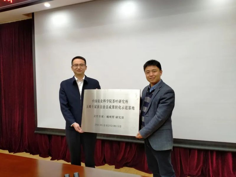 有关于中国农业科学院茶叶研究所专家赴五峰开展茶产业技术服务的资讯(3)