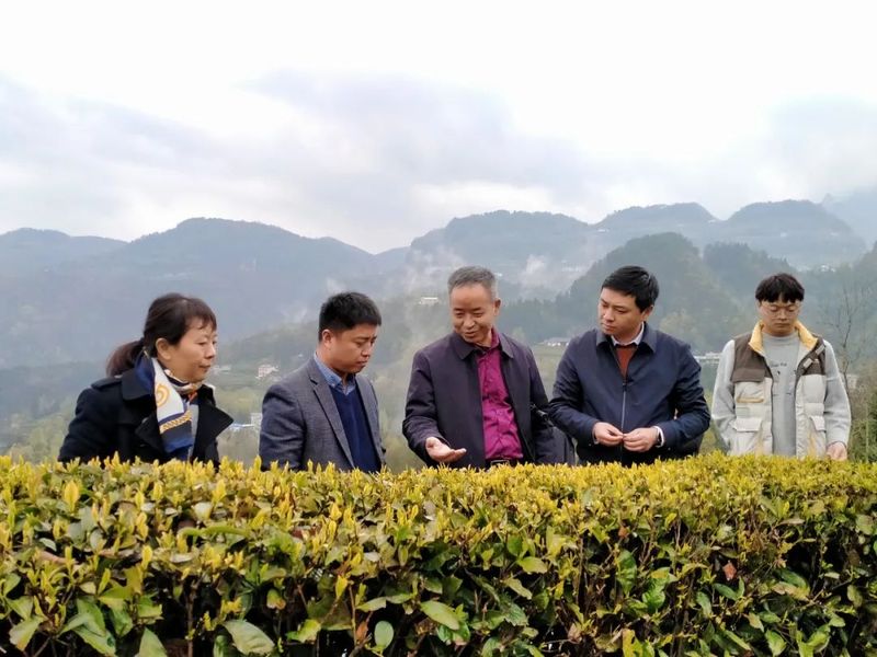 有关于中国农业科学院茶叶研究所专家赴五峰开展茶产业技术服务的资讯