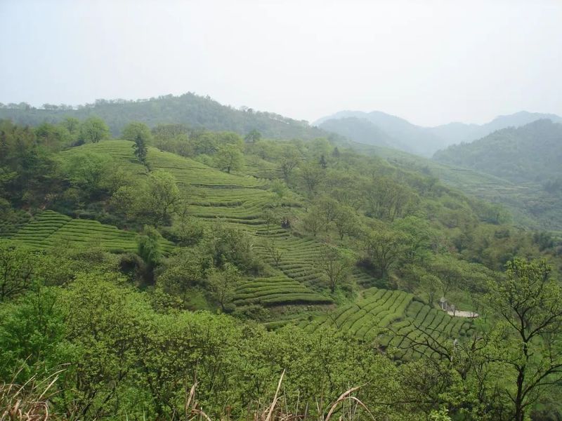 关于只此青绿 觉农·翠茗,一杯新茶敬茶圣——纪念当代茶圣吴觉农诞辰 125 周年系列活动将全面启动的相关信息(6)