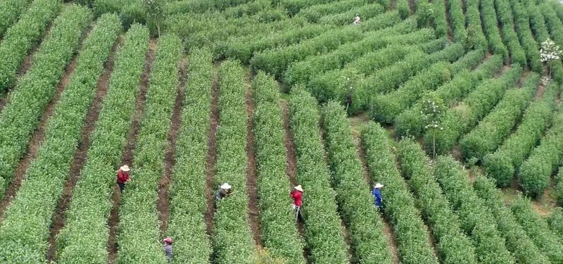 关于只此青绿 觉农·翠茗,一杯新茶敬茶圣——纪念当代茶圣吴觉农诞辰 125 周年系列活动将全面启动的相关信息(8)