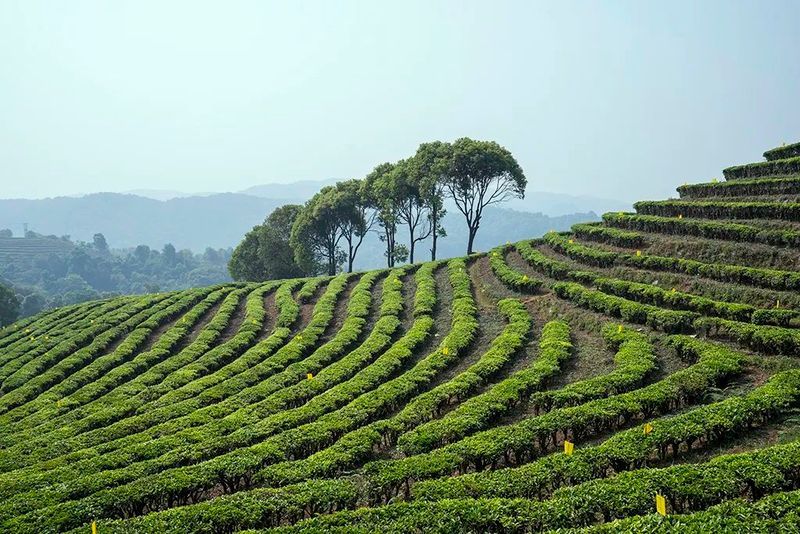 有关于3月茶行业资讯汇总的信息(9)