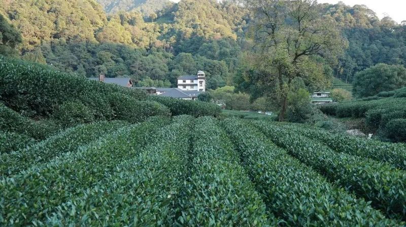 有关于3月茶行业资讯汇总的信息(3)
