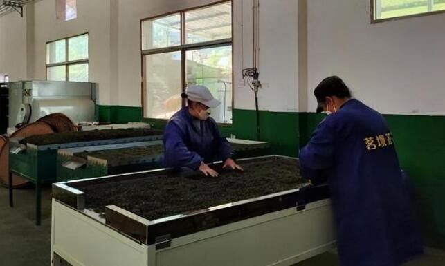 关于紫阳县双桥镇：多举措保障春茶采摘的消息(1)