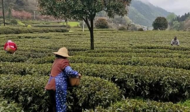 关于紫阳县双桥镇：多举措保障春茶采摘的消息