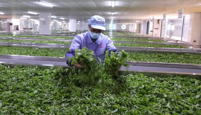 有关于广东英德：“红茶之乡”采茶忙的相关信息(2)