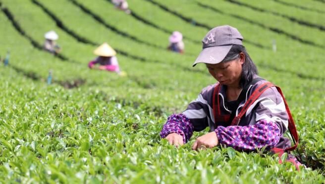 有关于广东英德：“红茶之乡”采茶忙的相关信息(1)