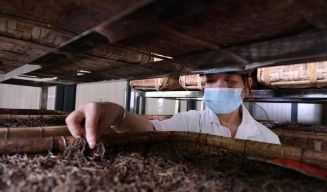 有关于广东英德：“红茶之乡”采茶忙的相关信息(4)