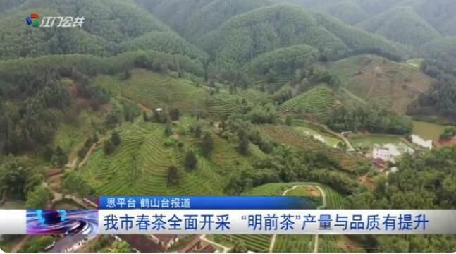 关于恩平市春茶全面开采“明前茶”产量与品质有提升的内容