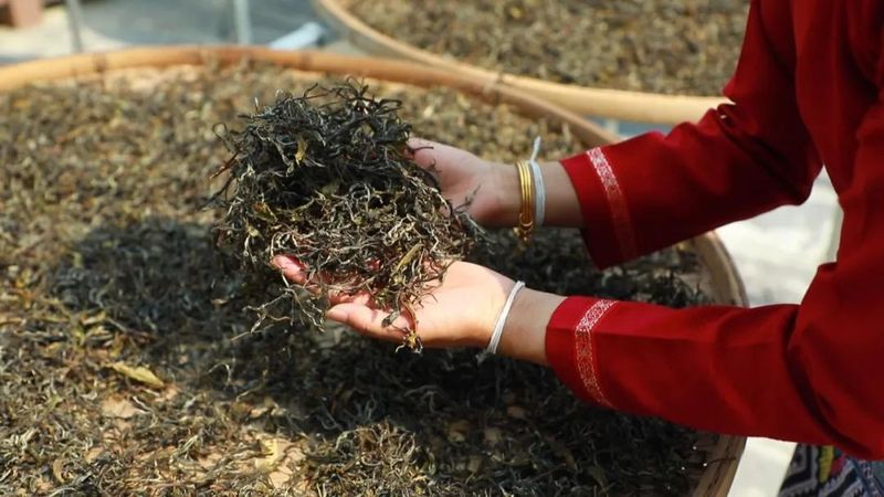 有关于景迈茶人仙贡：从守护者到传承者的内容(1)