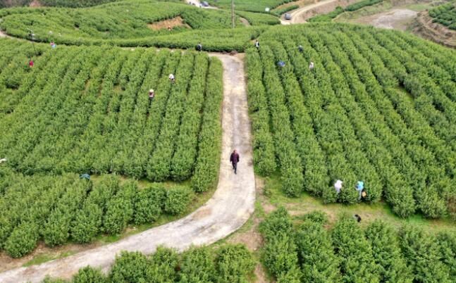 有关于沿河：15.8万亩春茶采摘忙的相关内容(2)