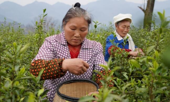 有关于沿河：15.8万亩春茶采摘忙的相关内容(8)