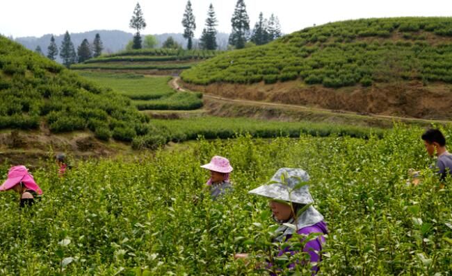 有关于沿河：15.8万亩春茶采摘忙的相关内容(3)