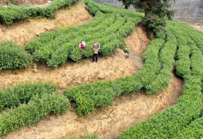 有关于沿河：15.8万亩春茶采摘忙的相关内容(6)
