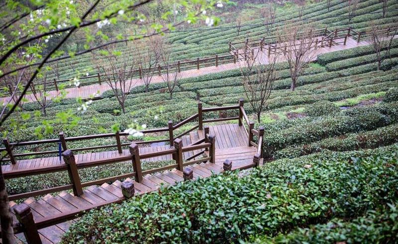 关于湖北省十堰市茅箭区:小小茶叶变“致富叶”的相关内容