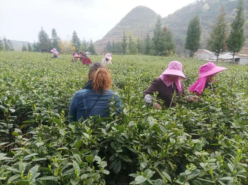关于清镇:茶产业带动村民增收的信息