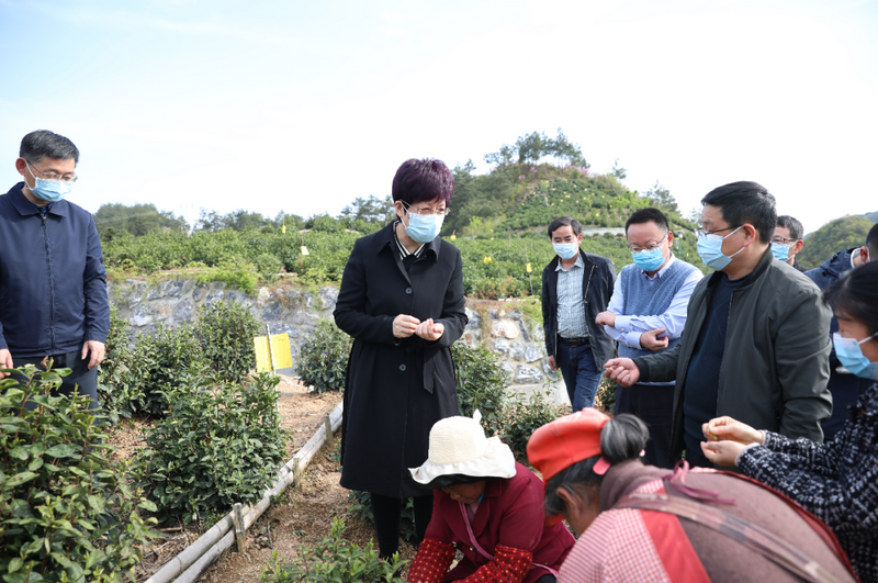 有关于徽茶资讯:黄山市委书记凌云:全力做好春茶生产工作的内容