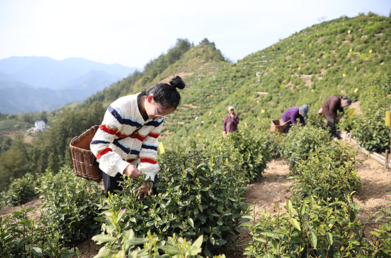 有关于徽茶资讯:黄山市委书记凌云:全力做好春茶生产工作的内容(1)