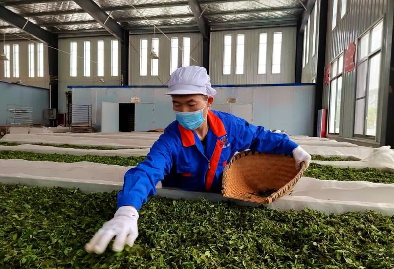 有关于茶韵·湄潭:贵黑茶业:种养产销有情怀,捧出一盏香茗来的资讯(5)