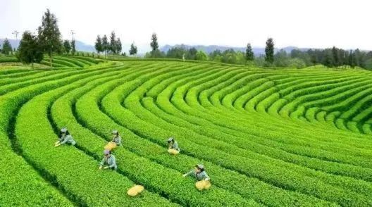 有关于旺苍将举办第十二届米仓山采茶节的信息(1)