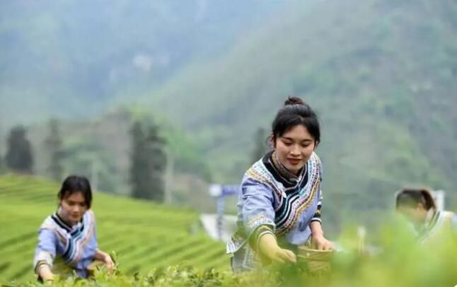 有关于新芽吐翠满眼绿——黔山贵水春茶采摘正当时的内容(2)