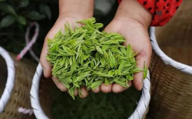 有关于新芽吐翠满眼绿——黔山贵水春茶采摘正当时的内容(1)
