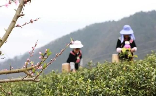 有关于新芽吐翠满眼绿——黔山贵水春茶采摘正当时的内容