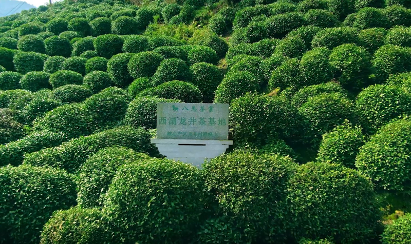 有关于茶叶地理标志,想说爱你却很难?的内容(1)