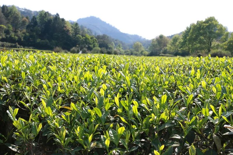 有关于茶叶地理标志,想说爱你却很难?的内容(3)
