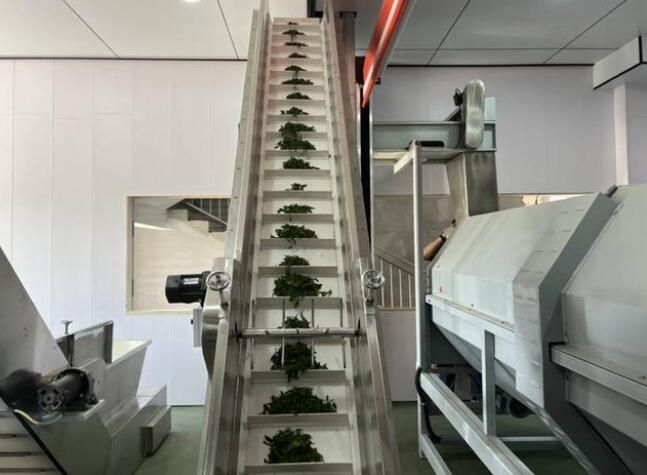 关于科技赋能苏州碧螺春茶产业升级的消息(1)