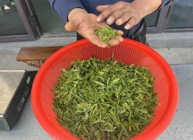 关于科技赋能苏州碧螺春茶产业升级的消息(4)