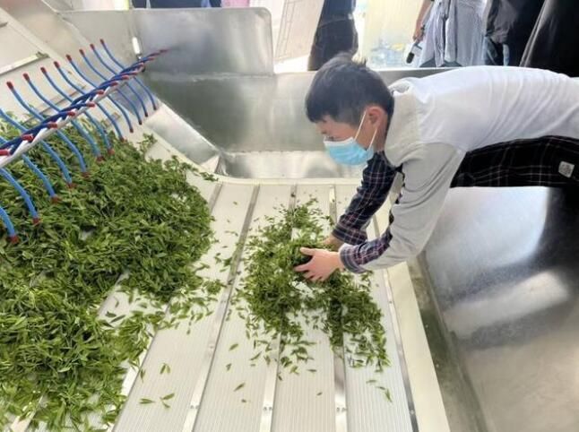 关于科技赋能苏州碧螺春茶产业升级的消息