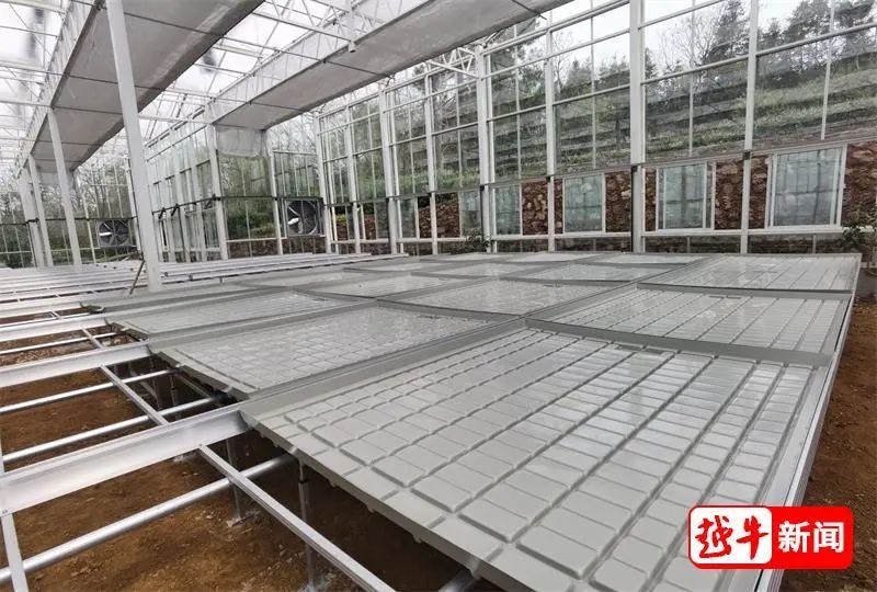关于新昌·大佛龙井,与你同行,山上建了座“数字园”的相关内容(1)
