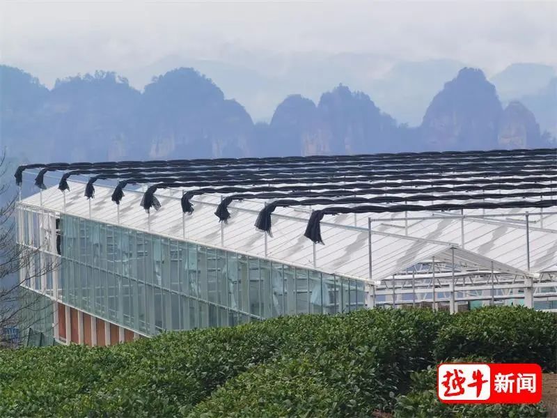 关于新昌·大佛龙井,与你同行,山上建了座“数字园”的相关内容
