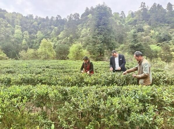 有关于镇远农商银行：以“贵人服务”奏响乡村振兴“茶”曲的内容(2)