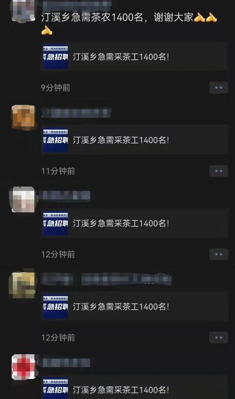 关于泾县：不负春光不负农 我为茶农找茶工的相关内容(5)