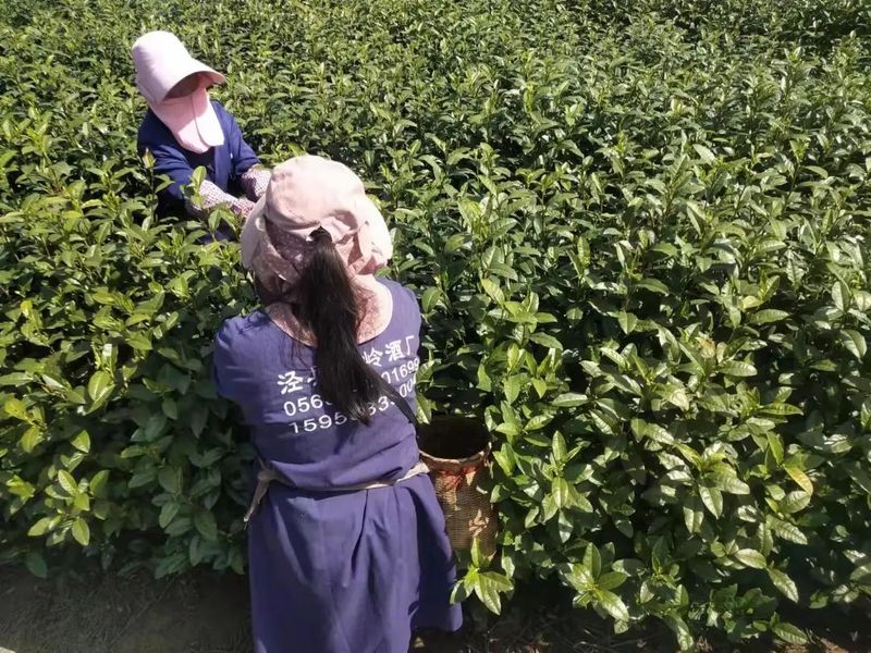 关于泾县：不负春光不负农 我为茶农找茶工的相关内容(11)