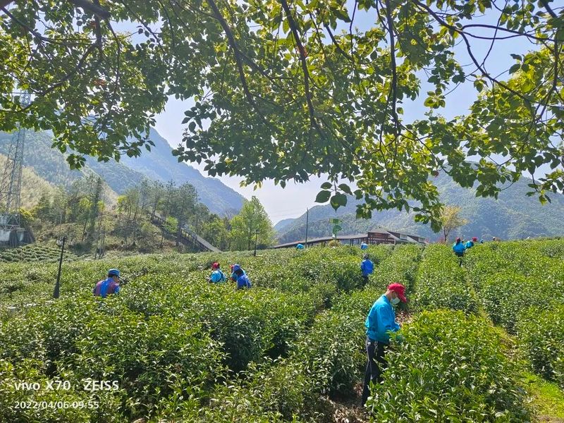 关于泾县：不负春光不负农 我为茶农找茶工的相关内容(10)