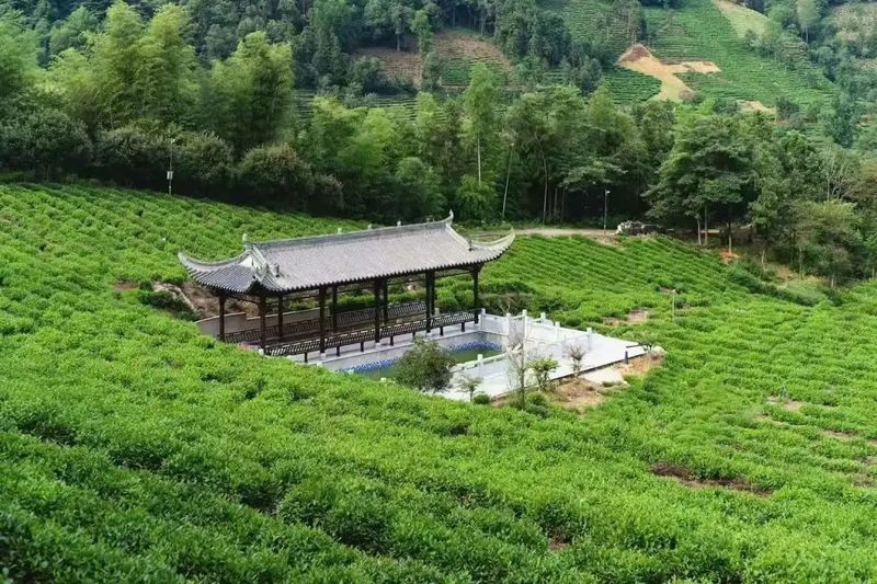 关于泾县：不负春光不负农 我为茶农找茶工的相关内容