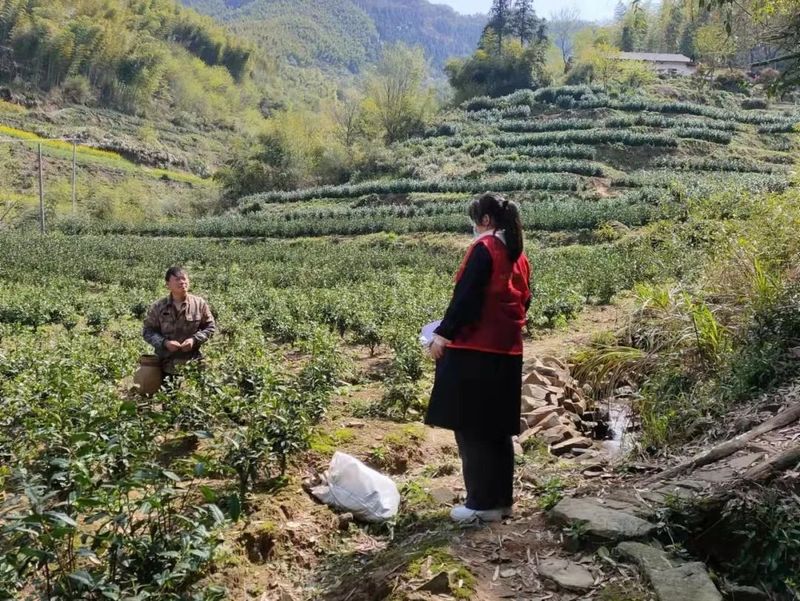 关于泾县：不负春光不负农 我为茶农找茶工的相关内容(1)