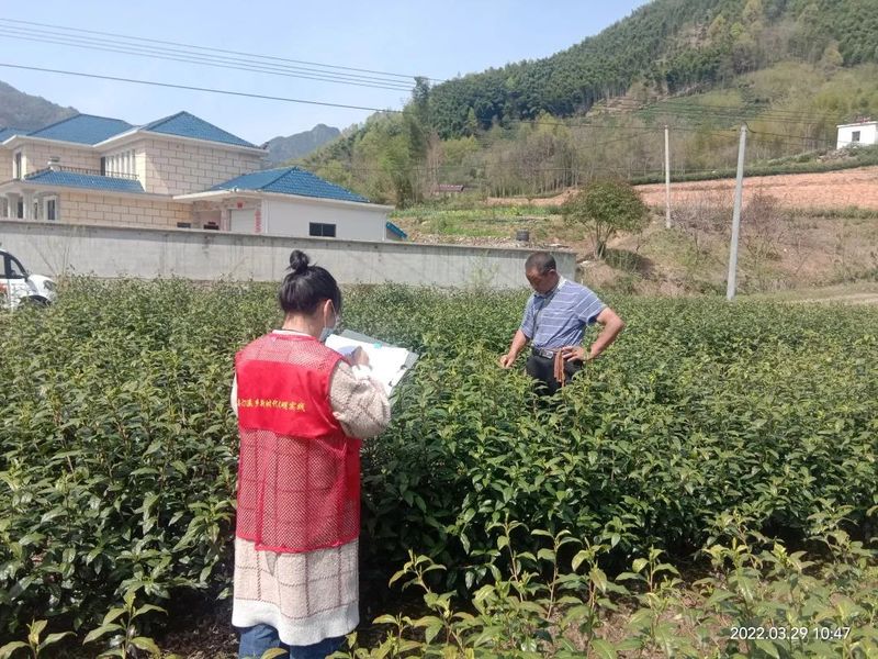 关于泾县：不负春光不负农 我为茶农找茶工的相关内容(2)