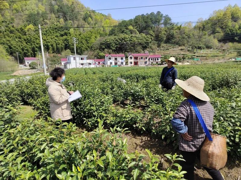 关于泾县：不负春光不负农 我为茶农找茶工的相关内容(4)