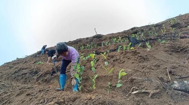 关于双凤镇:采茶种茶忙,不负好春光的消息(1)