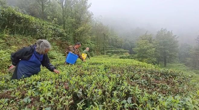 关于双凤镇:采茶种茶忙,不负好春光的消息(11)
